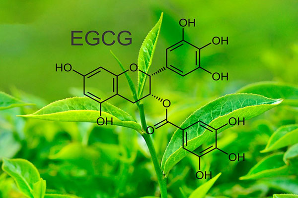 EGCG được tìm thấy nhiều nhất ở trong trà xanh